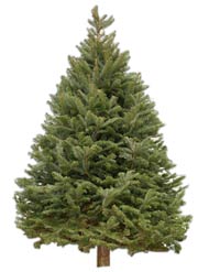 Balsam Fir