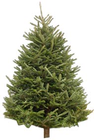 Fraser Fir