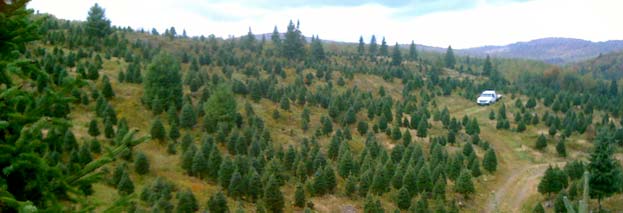 Christmas Tree farm