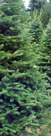 Fir Boughs